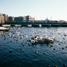 Fåglar på Strömmen. Vy från Strömgatan mot Strömbron