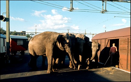 Tre elefanter lastas ur en godsvagn och står på perongen.